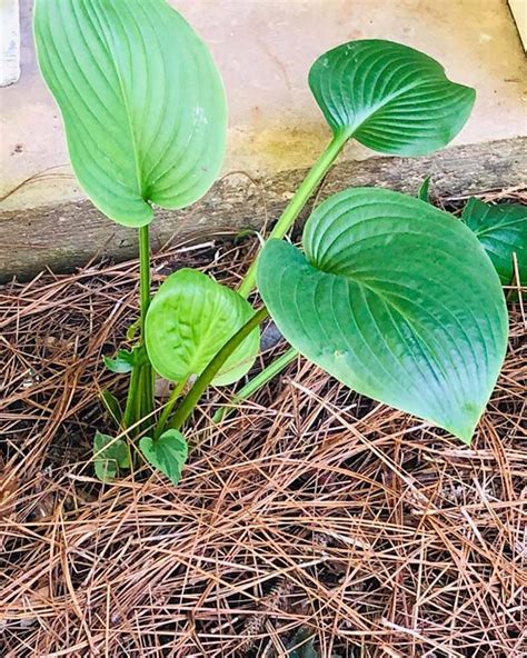 reduce shock when transplanting hostas